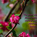 The Word by Tikvah's Hope