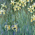 The Yellow Irises Painting by Claude Monet The Yellow Irises Painting by Claude Monet