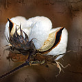 Them Cotton Bolls Photograph by Kathy Clark Them Cotton Bolls Photograph by Kathy Clark