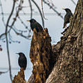 These Three Starlings Photograph by Holden The Moment These Three Starlings Photograph by Holden The Moment