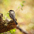 Thinking of Spring Photograph by Lois Bryan Thinking of Spring Photograph by Lois Bryan