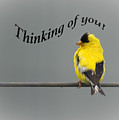 Thinking of you - American Goldfinch Photograph by Holden The Moment Thinking of you - American Goldfinch Photograph by Holden The Moment