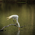 Thirst by Kim Henderson Thirst by Kim Henderson