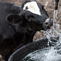 Thirsty Cow Photograph by Holden The Moment Thirsty Cow Photograph by Holden The Moment