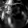 Thou Art Beautiful Photograph by Theresa Tahara Thou Art Beautiful Photograph by Theresa Tahara