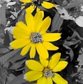 Three Amigos- Daisy art yellow flower by Brenda Plyer Three Amigos- Daisy art yellow flower by Brenda Plyer