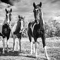 Three Amigos Photograph by Holly Ross Three Amigos Photograph by Holly Ross