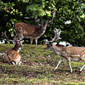 Three Bucks Photograph by Torbjorn Swenelius Three Bucks Photograph by Torbjorn Swenelius
