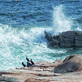 Three Cormorants at Monument Cove, Acadia National Park by Anita Pollak