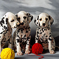 Three Dalmatian puppies Photograph by Garry Gay Three Dalmatian puppies Photograph by Garry Gay