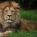 Three Lions Photograph by Nigel R Bell