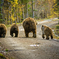 Bear Bums Photograph by Chad Dutson Bear Bums Photograph by Chad Dutson