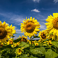 Three Suns Photograph by Ron Pate Three Suns Photograph by Ron Pate