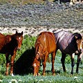 Three Together Photograph by Merle Grenz Three Together Photograph by Merle Grenz