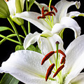 Three White Lilies by Garry Gay Three White Lilies by Garry Gay