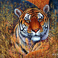 Tiger by Frank Wilson Tiger by Frank Wilson