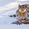 Tiger is Up-to-No-Good Photograph by Rikk Flohr Tiger is Up-to-No-Good Photograph by Rikk Flohr
