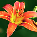 Tiger Lily Photograph by Christina Rollo Tiger Lily Photograph by Christina Rollo