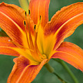 Daylily Photograph by Holden The Moment Daylily Photograph by Holden The Moment