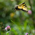 Tiger Swallowtail Butterfly In Flight Photograph by Holden The Moment Tiger Swallowtail Butterfly In Flight Photograph by Holden The Moment