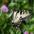 Tiger Swallowtail Butterfly Photograph by Holden The Moment Tiger Swallowtail Butterfly Photograph by Holden The Moment