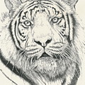 Tigerlily by Barbara Keith Tigerlily by Barbara Keith