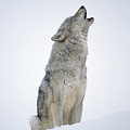 Timber Wolf Portrait Howling In Snow Photograph by Tim Fitzharris Timber Wolf Portrait Howling In Snow Photograph by Tim Fitzharris