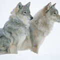 Timber Wolf Portrait Of Pair Sitting Photograph by Tim Fitzharris Timber Wolf Portrait Of Pair Sitting Photograph by Tim Fitzharris