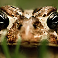 Toad in the Grass Photograph by Onyonet Photo Studios Toad in the Grass Photograph by Onyonet Photo Studios