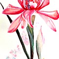 Torch Ginger Lily 2 by Karin Dawn Kelshall- Best Torch Ginger Lily 2 by Karin Dawn Kelshall- Best