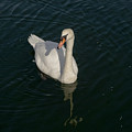 Tour de Swan. Deux. Photograph by Elena Perelman Tour de Swan. Deux. Photograph by Elena Perelman