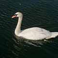 Tour de Swan. Trois. Photograph by Elena Perelman Tour de Swan. Trois. Photograph by Elena Perelman