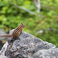 Townsend Chipmunk 2 by Beauty Reframed Photography