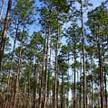Trail Through The Pine Forest by Barbara Bowen Trail Through The Pine Forest by Barbara Bowen