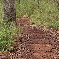 Trail To Beauty by Kim Henderson Trail To Beauty by Kim Henderson