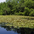 Tranquility by Flavia Westerwelle Tranquility by Flavia Westerwelle