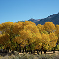 Tranquility in Golds and Yellows by Frank Madia Tranquility in Golds and Yellows by Frank Madia