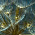Translucid Dandelions Photograph by Iris Greenwell Translucid Dandelions Photograph by Iris Greenwell