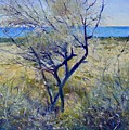 Tree at Aseeb Oman 2002 by Enver Larney Tree at Aseeb Oman 2002 by Enver Larney