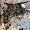 Tree Barks Pattern #13 by Robert VanDerWal Tree Barks Pattern #13 by Robert VanDerWal