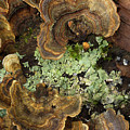 Tree Fungus Photograph by Mike Eingle Tree Fungus Photograph by Mike Eingle