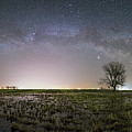 Tree of Huron  Photograph by Aaron J Groen