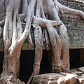 Tree roots temple Photograph by Warren Photographic