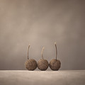 Tree Seed Pods Photograph by Scott Norris Tree Seed Pods Photograph by Scott Norris
