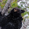 Tree Top Bear Photograph by Mark Miller Tree Top Bear Photograph by Mark Miller