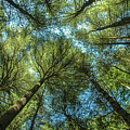Tree Tops Photograph by Cathy Kovarik Tree Tops Photograph by Cathy Kovarik