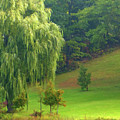 Trees Along Hill by Rockin Docks Deluxephotos Trees Along Hill by Rockin Docks Deluxephotos