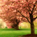 Trees In A Row by Angie Tirado Trees In A Row by Angie Tirado