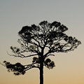 Trees In Sunset by Rob Hans Trees In Sunset by Rob Hans