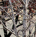 Trees Reflection Photograph by Linda Shafer